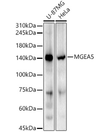 MGEA5 Rabbit Polyclonal Antibody