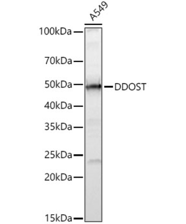 DDOST Rabbit Polyclonal Antibody