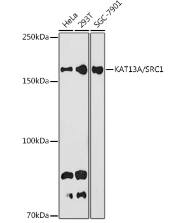 KAT13A / SRC1 Rabbit Monoclonal Antibody