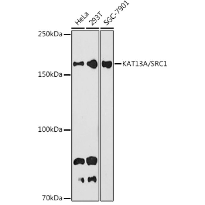 KAT13A / SRC1 Rabbit Monoclonal Antibody