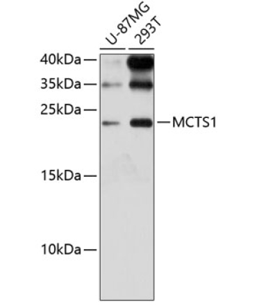 MCTS1 Rabbit Polyclonal Antibody