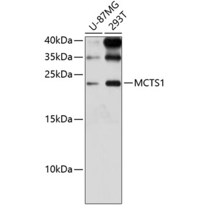 MCTS1 Rabbit Polyclonal Antibody