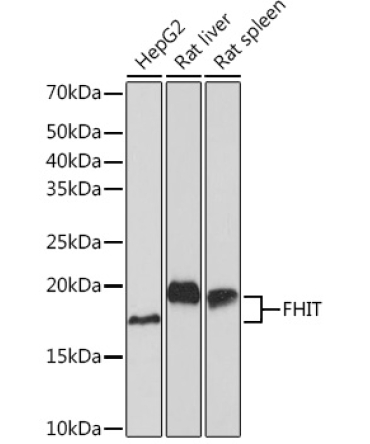 FHIT Rabbit Monoclonal Antibody