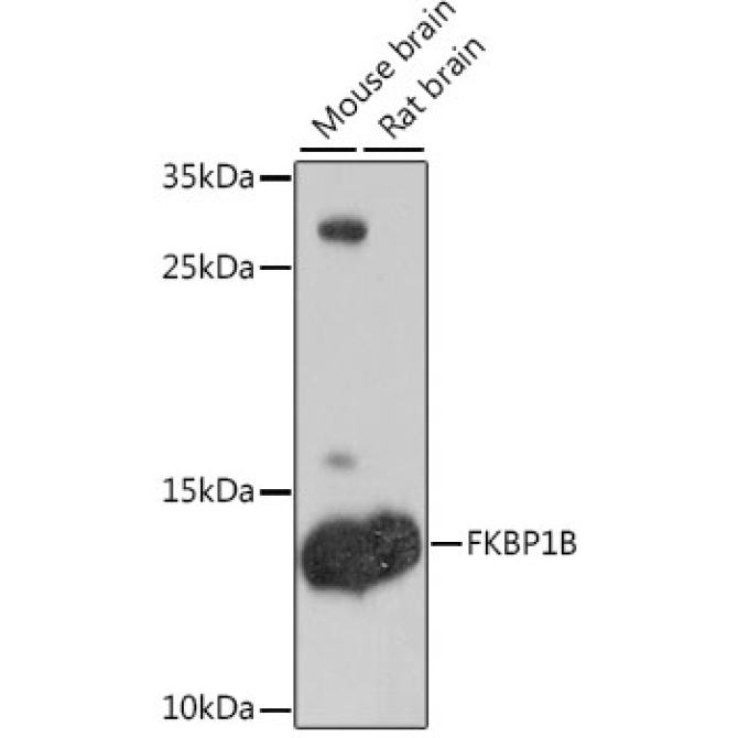 FKBP1B Rabbit Polyclonal Antibody