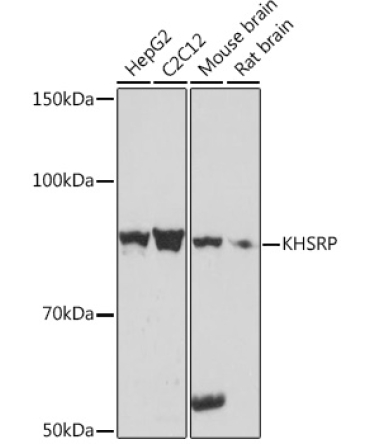 KHSRP Rabbit Monoclonal Antibody