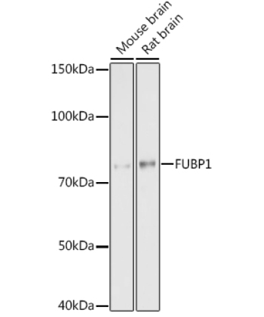 FUBP1 Rabbit Monoclonal Antibody