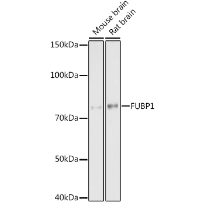 FUBP1 Rabbit Monoclonal Antibody