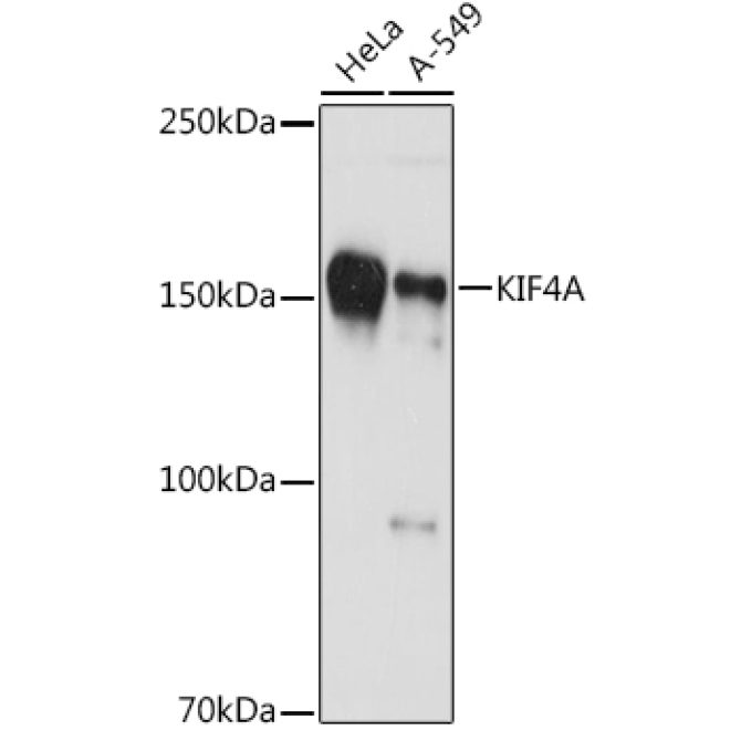 KIF4A Rabbit Monoclonal Antibody