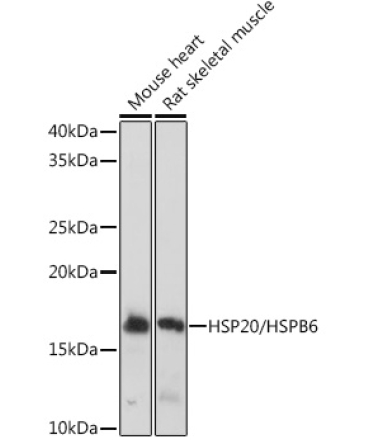 HSP20/HSPB6 Rabbit Monoclonal Antibody