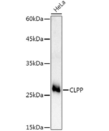 CLPP Rabbit Polyclonal Antibody