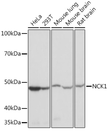 NCK1 Rabbit Monoclonal Antibody