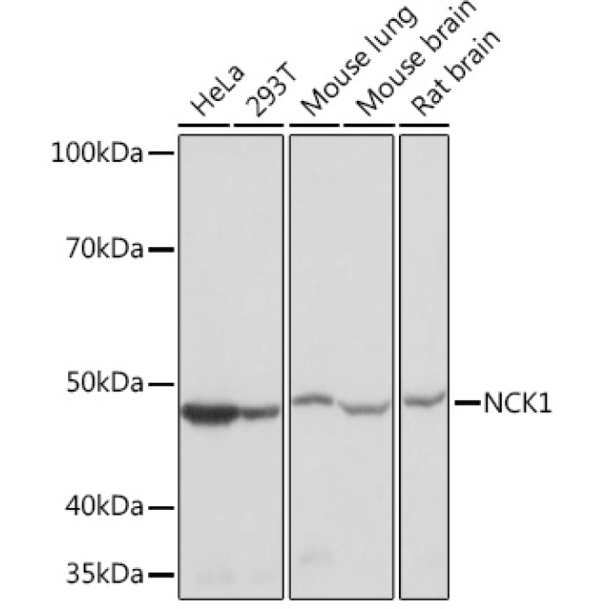NCK1 Rabbit Monoclonal Antibody
