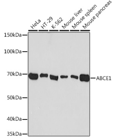 ABCE1 Rabbit Monoclonal Antibody