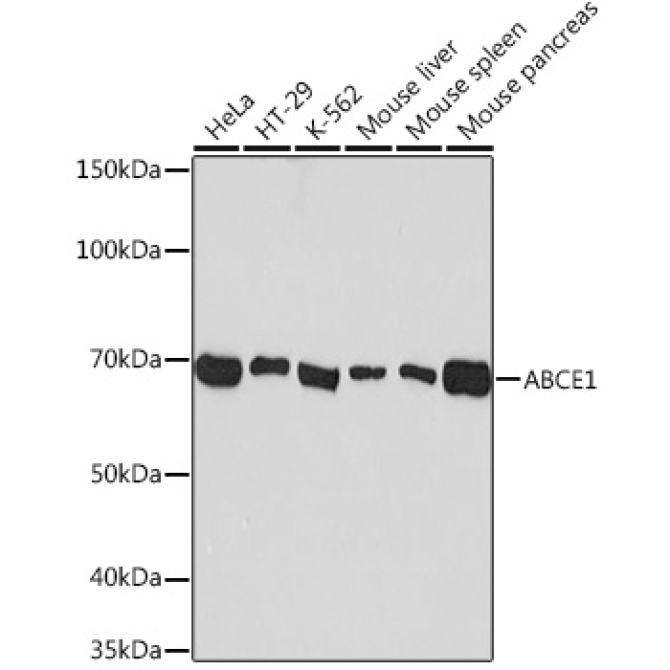 ABCE1 Rabbit Monoclonal Antibody