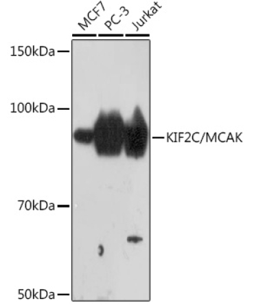 KIF2C/MCAK Rabbit Monoclonal Antibody
