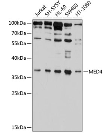 MED4 Rabbit Polyclonal Antibody