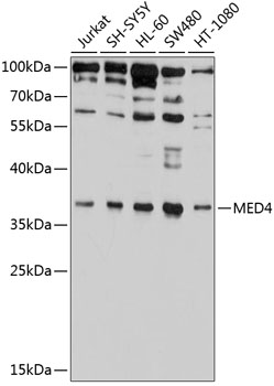 MED4 Rabbit Polyclonal Antibody