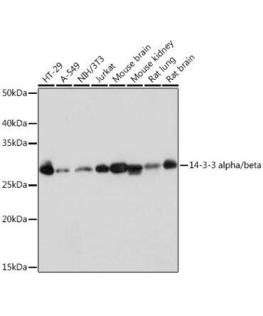 14-3-3 alpha/beta Rabbit Monoclonal Antibody