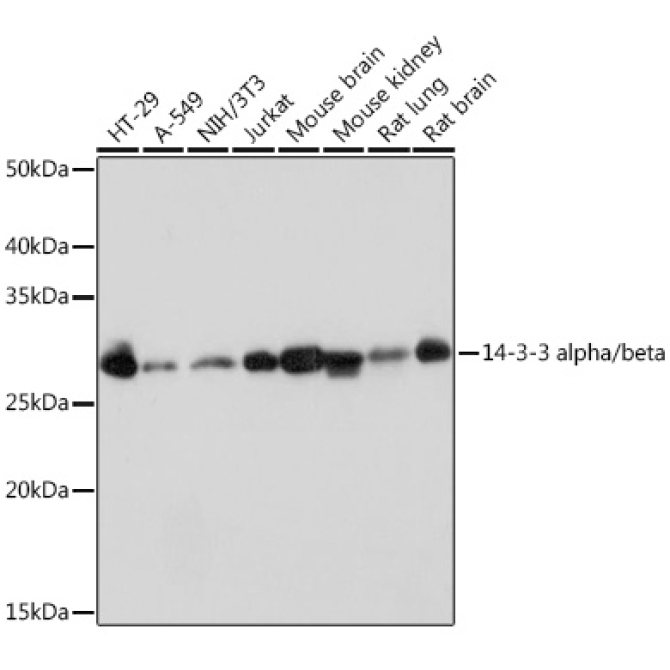 14-3-3 alpha/beta Rabbit Monoclonal Antibody