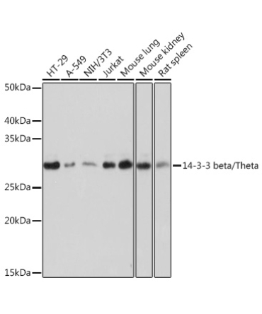 14-3-3 beta/zeta Rabbit Monoclonal Antibody