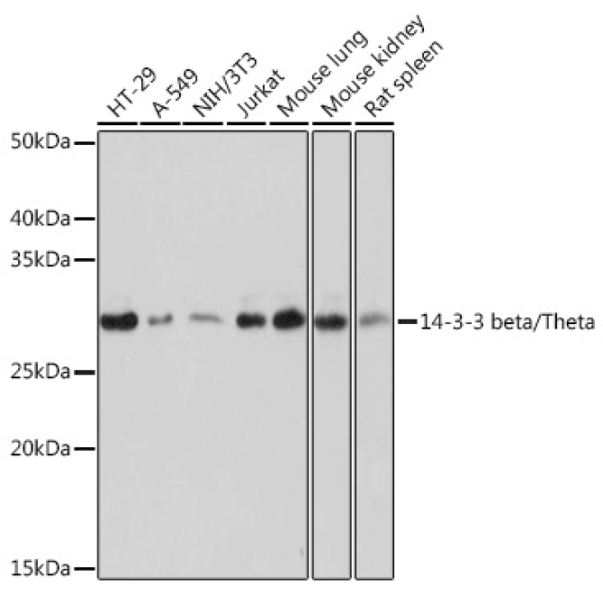 14-3-3 beta/zeta Rabbit Monoclonal Antibody
