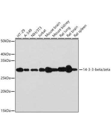 14-3-3-beta/zeta Rabbit Monoclonal Antibody