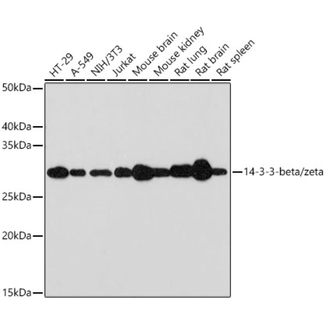 14-3-3-beta/zeta Rabbit Monoclonal Antibody