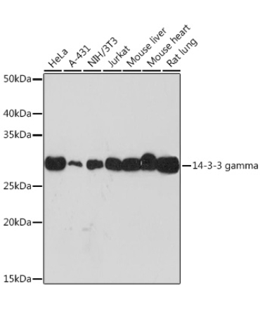 14-3-3 gamma Rabbit Monoclonal Antibody