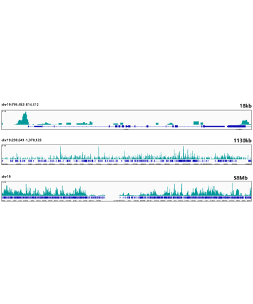 HMGB2 Rabbit Monoclonal Antibody