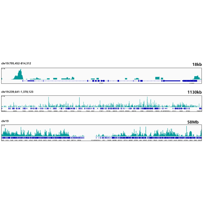 HMGB2 Rabbit Monoclonal Antibody