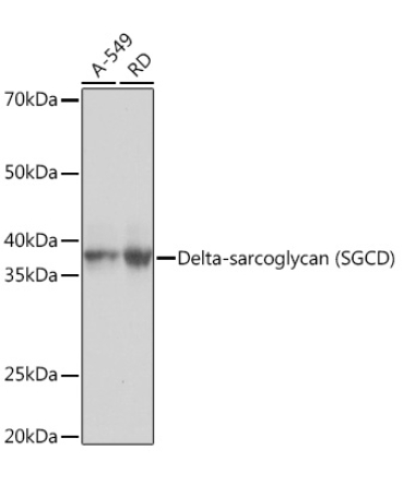 Delta-sarcoglycan (SGCD) Rabbit Monoclonal Antibody