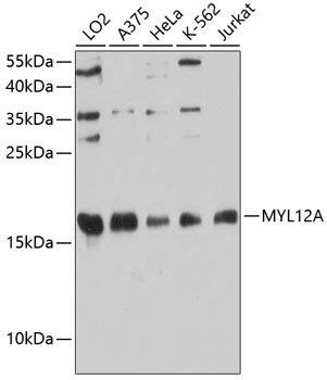 MYL12A Rabbit Polyclonal Antibody