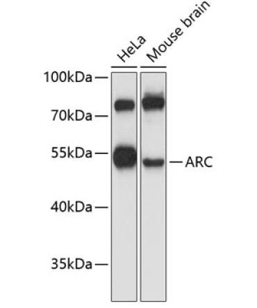ARC Rabbit Polyclonal Antibody