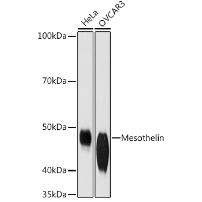 Mesothelin Rabbit Monoclonal Antibody