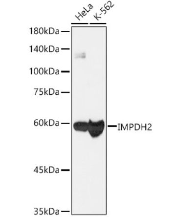 IMPDH2 Rabbit Monoclonal Antibody [KO Validated]