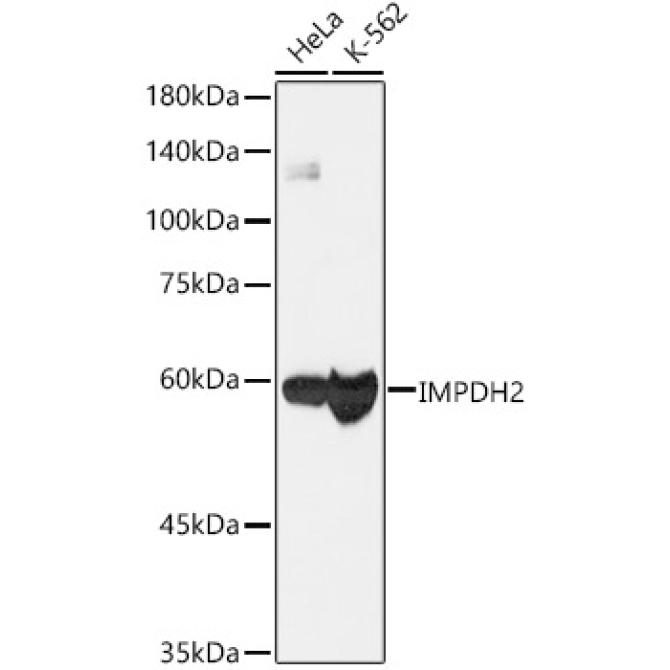 IMPDH2 Rabbit Monoclonal Antibody [KO Validated]