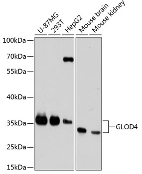 GLOD4 Rabbit Polyclonal Antibody