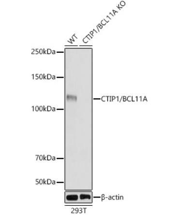 CTIP1/BCL11A Rabbit Monoclonal Antibody [KO Validated]