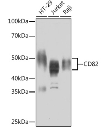 CD82 Rabbit Monoclonal Antibody