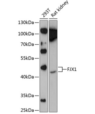 FJX1 Rabbit Polyclonal Antibody