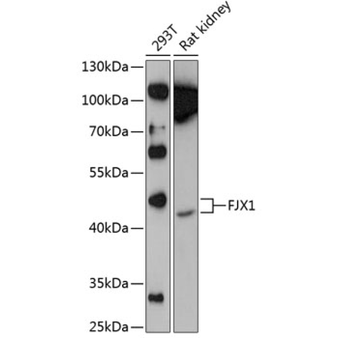FJX1 Rabbit Polyclonal Antibody