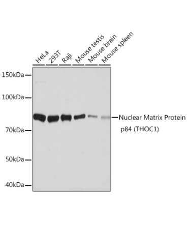 Nuclear Matrix Protein p84 (THOC1) Rabbit Monoclonal Antibody