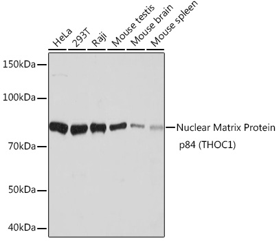 Nuclear Matrix Protein p84 (THOC1) Rabbit Monoclonal Antibody