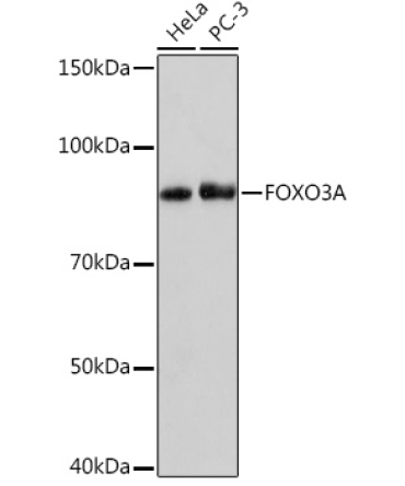 FOXO3A Rabbit Monoclonal Antibody