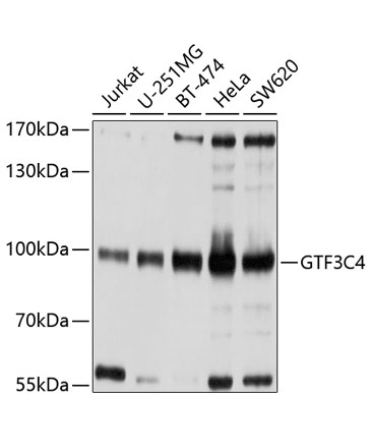GTF3C4 Rabbit Polyclonal Antibody