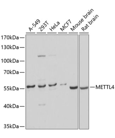 METTL4 Rabbit Polyclonal Antibody