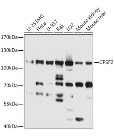 CPSF2 Rabbit Polyclonal Antibody