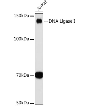 DNA Ligase I Rabbit Monoclonal Antibody