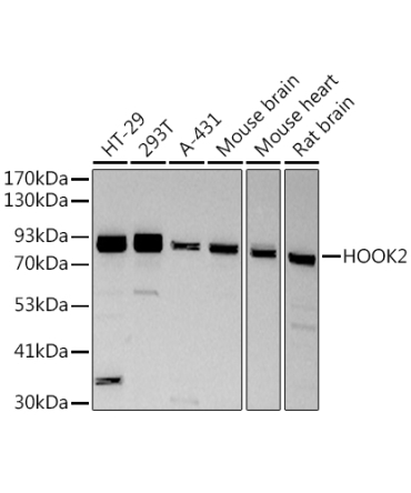 HOOK2 Rabbit Monoclonal Antibody