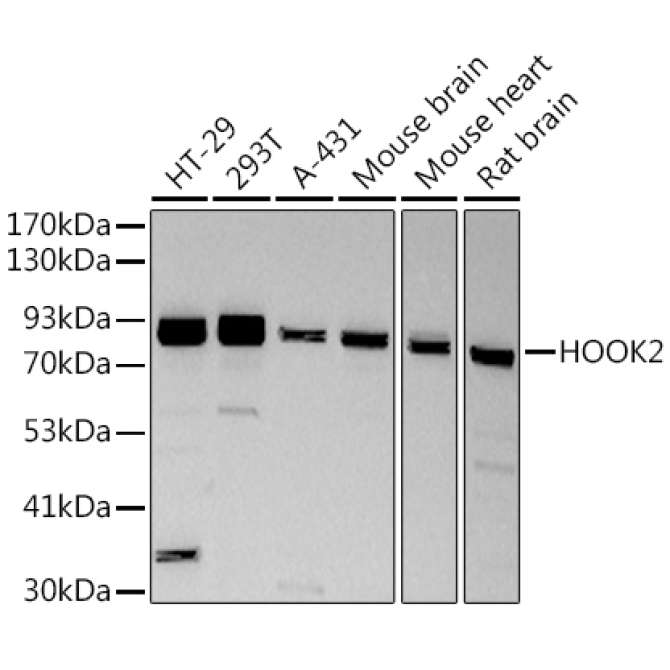 HOOK2 Rabbit Monoclonal Antibody